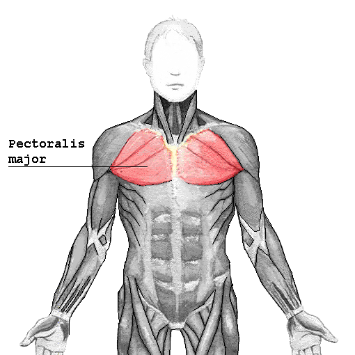 Pectoralis Major: The Key to an Amazing Sculpted Upper Body
